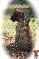 Great Dane